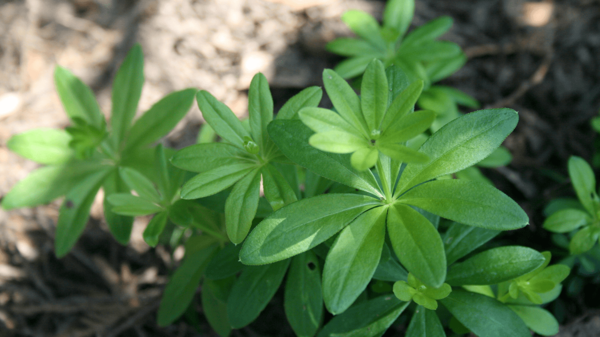 waldmeister ernten und erkennen
